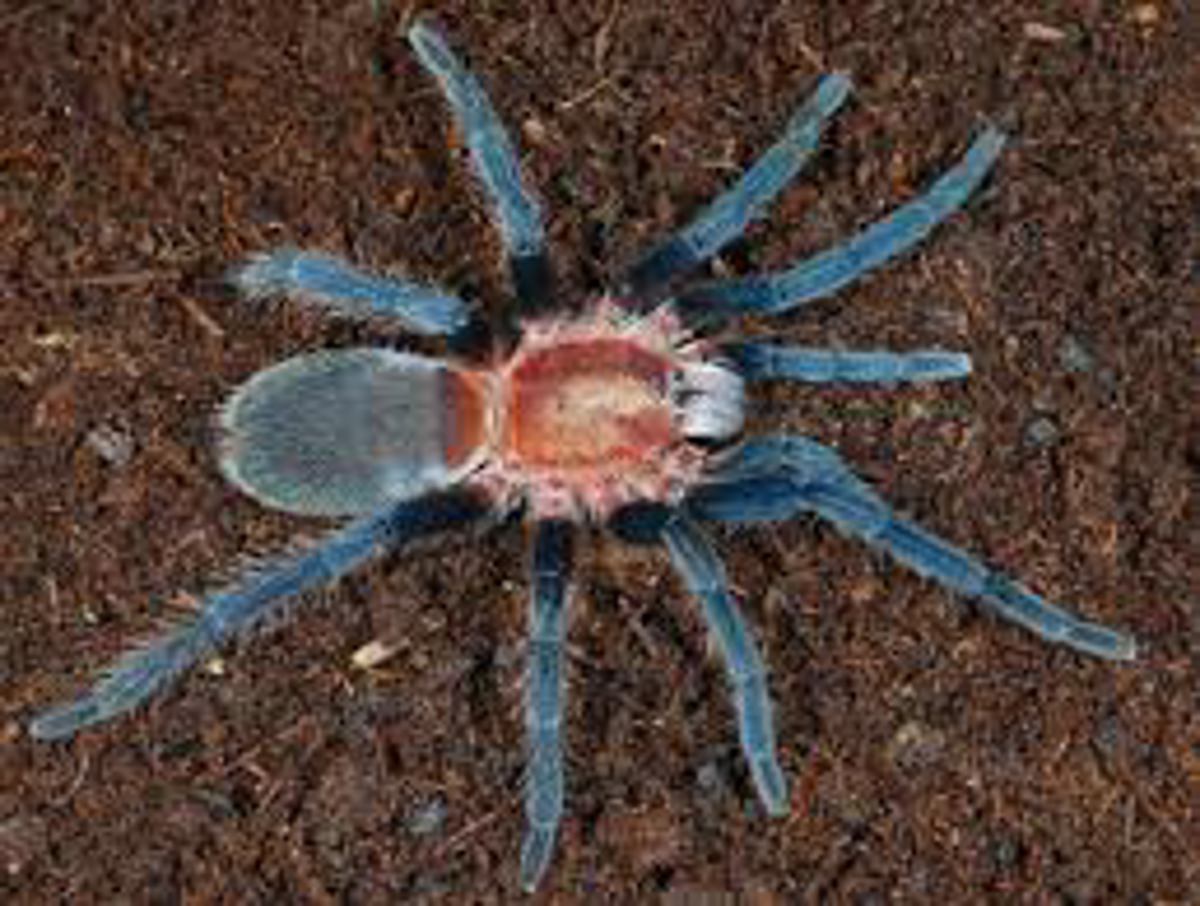 Trinidad Pink Tarantula