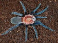 Trinidad Pink Tarantula