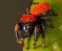 Apache Jumping Spider