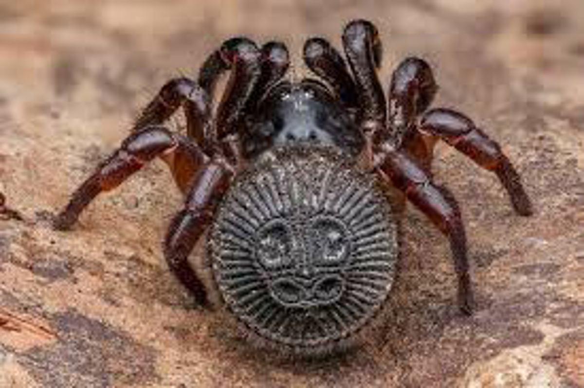 Oreo Trap Door Spider