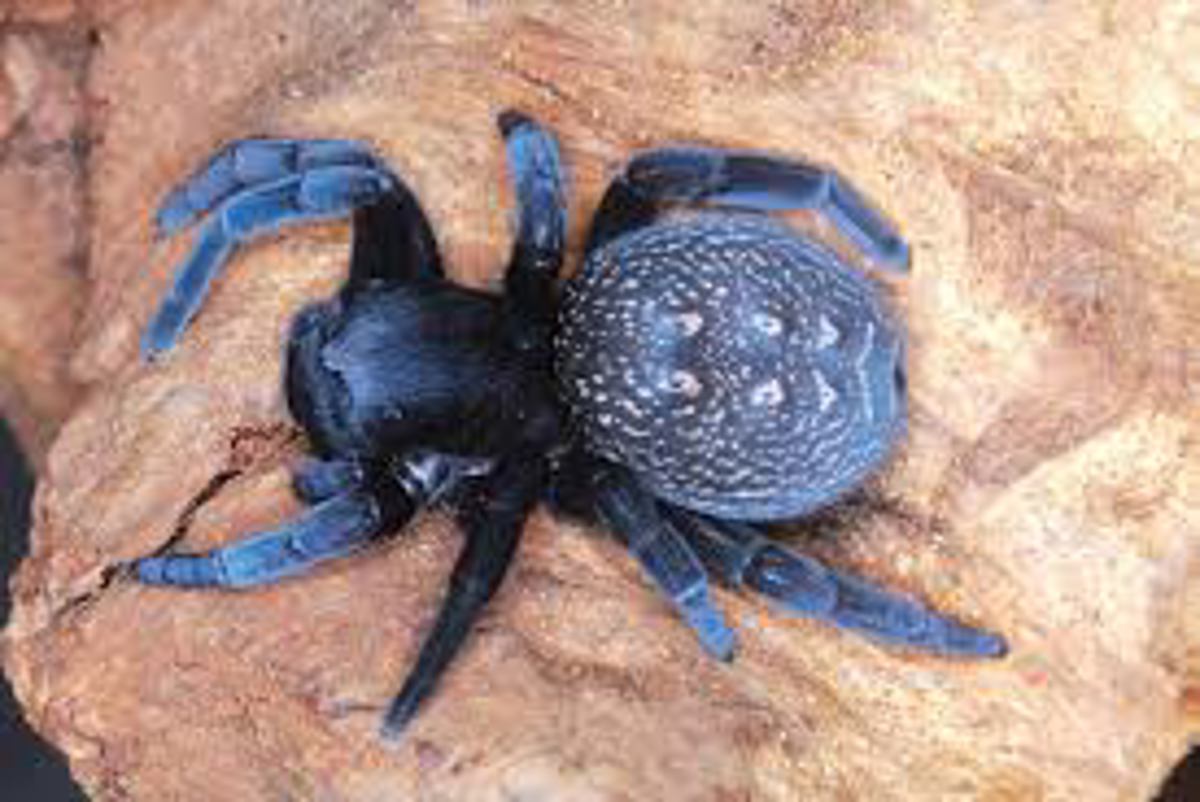 Velvet Spider