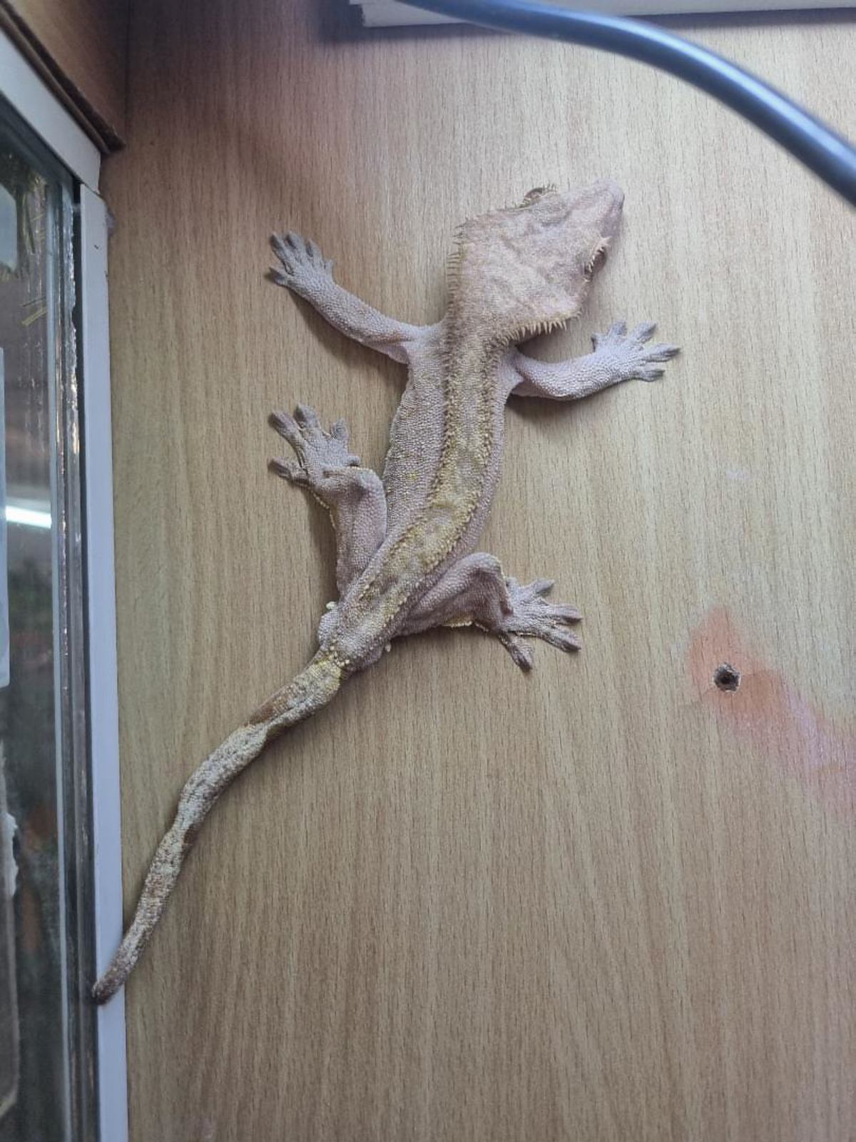 Crested Gecko