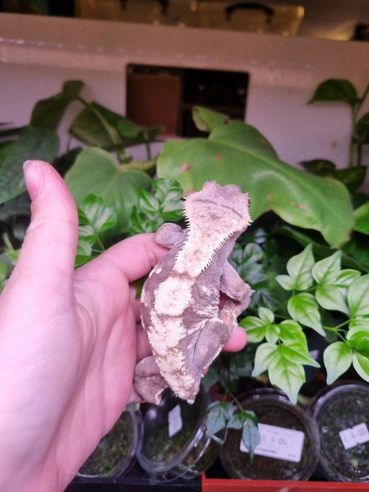 Crested Gecko