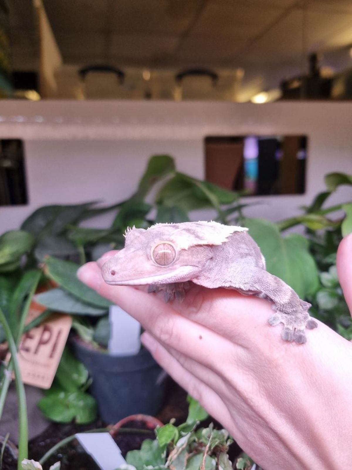 Crested Gecko