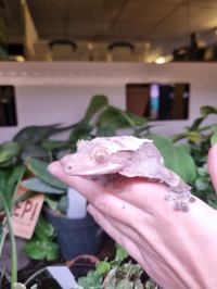 Crested Gecko