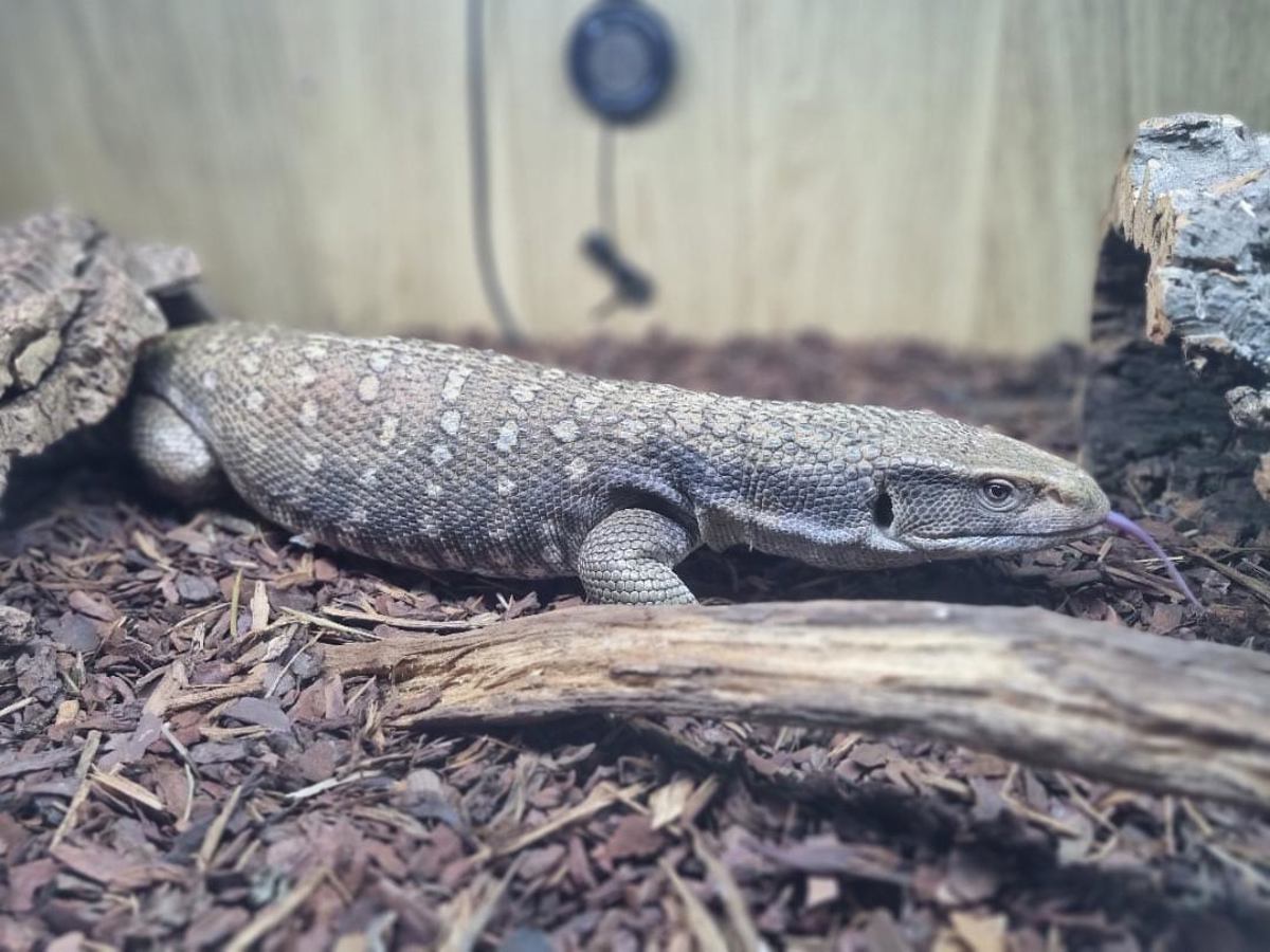 Bosc Monitor