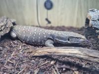 Bosc Monitor