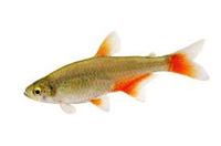 Bloodfin tetra