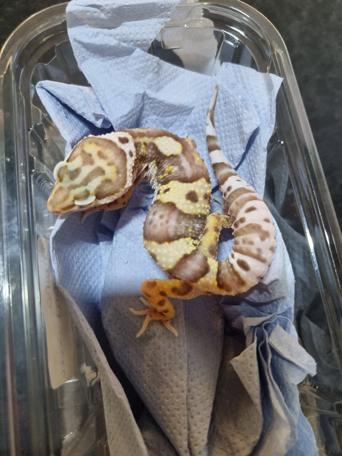 Leopard Gecko