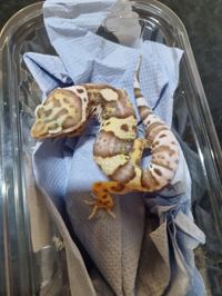 Leopard Gecko