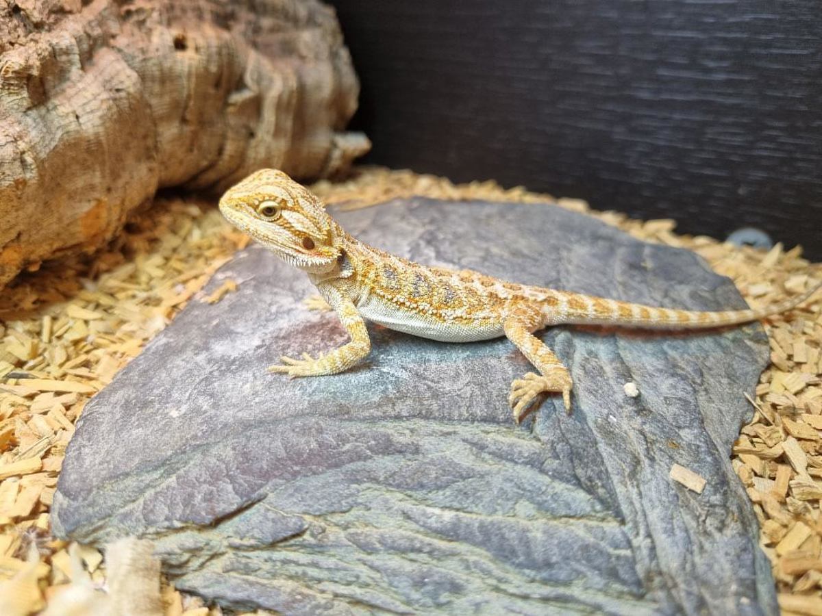 Bearded Dragon