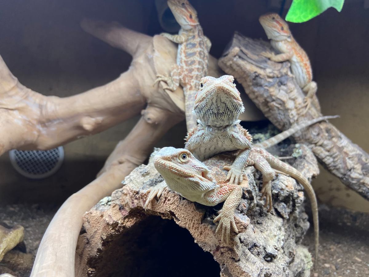 Bearded Dragon