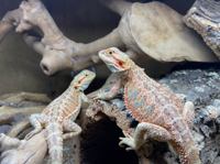 Bearded Dragon
