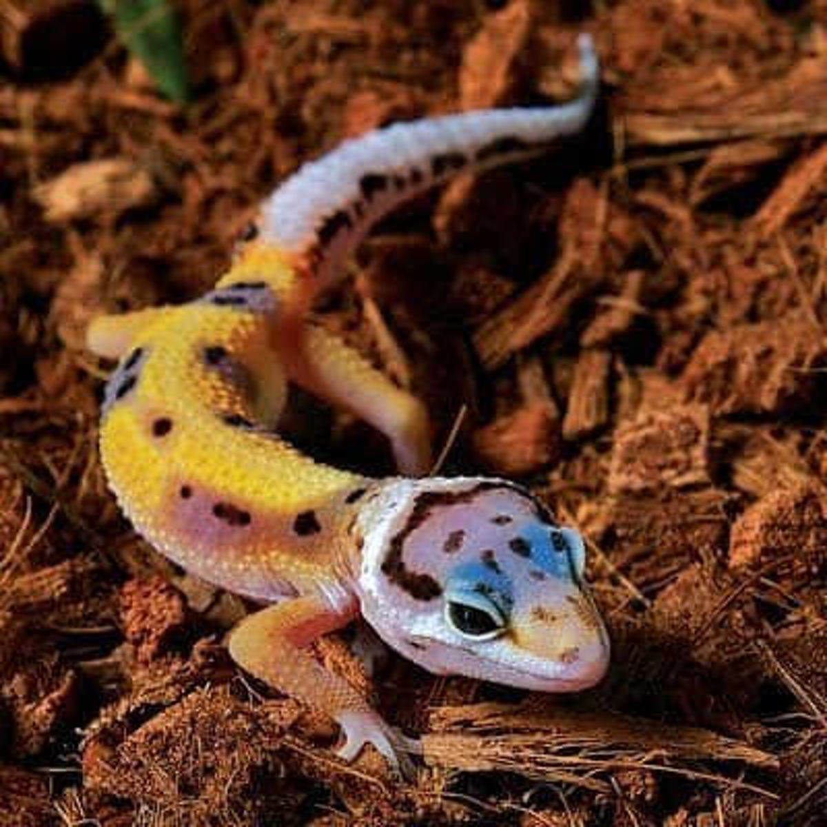 Leopard Gecko