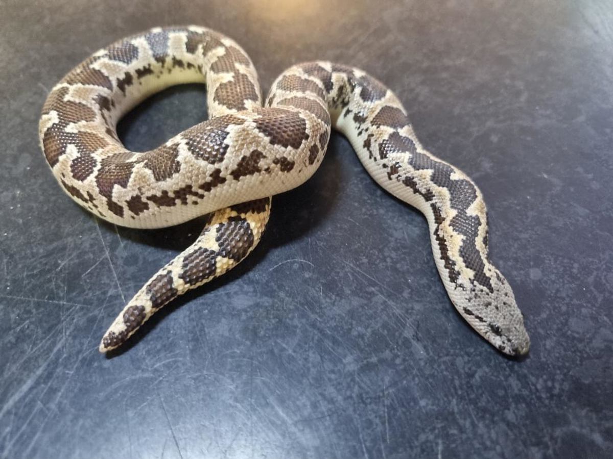Rough Scaled Sand Boa