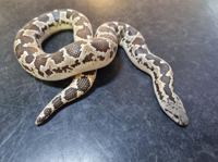 Rough Scaled Sand Boa