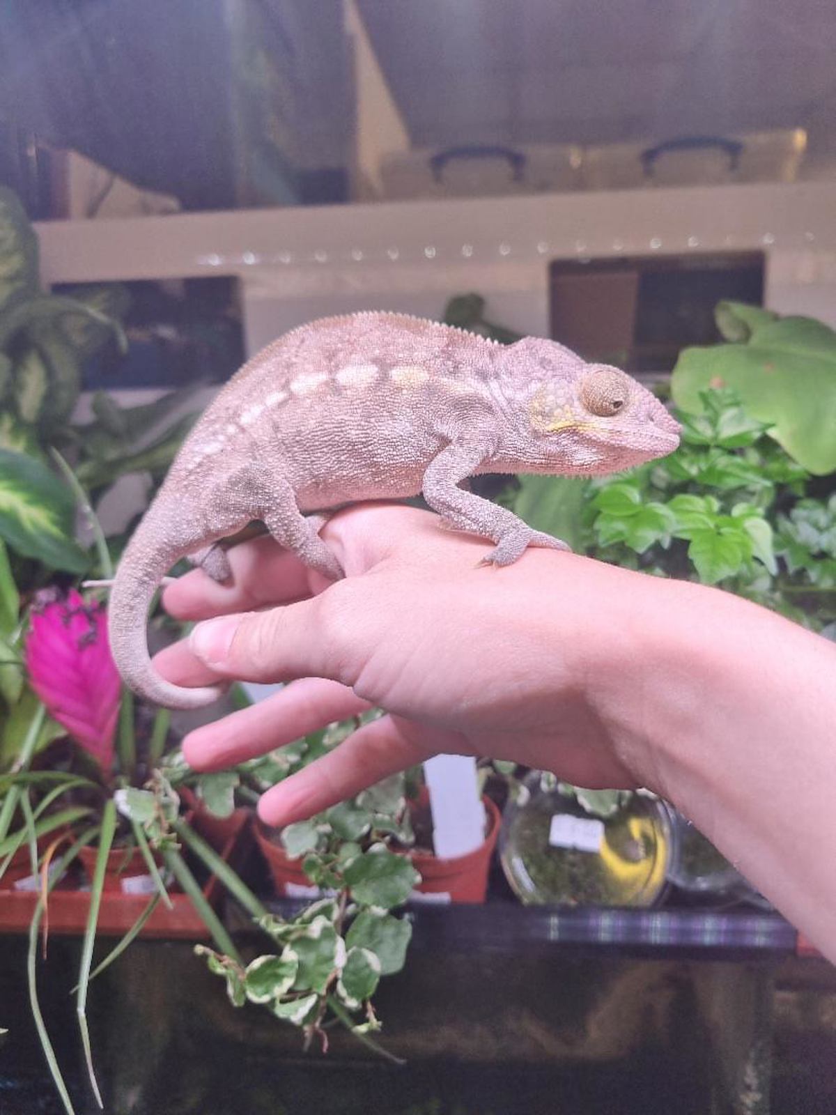 Panther chameleon