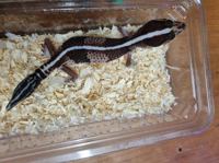 African Fat Tailed Gecko