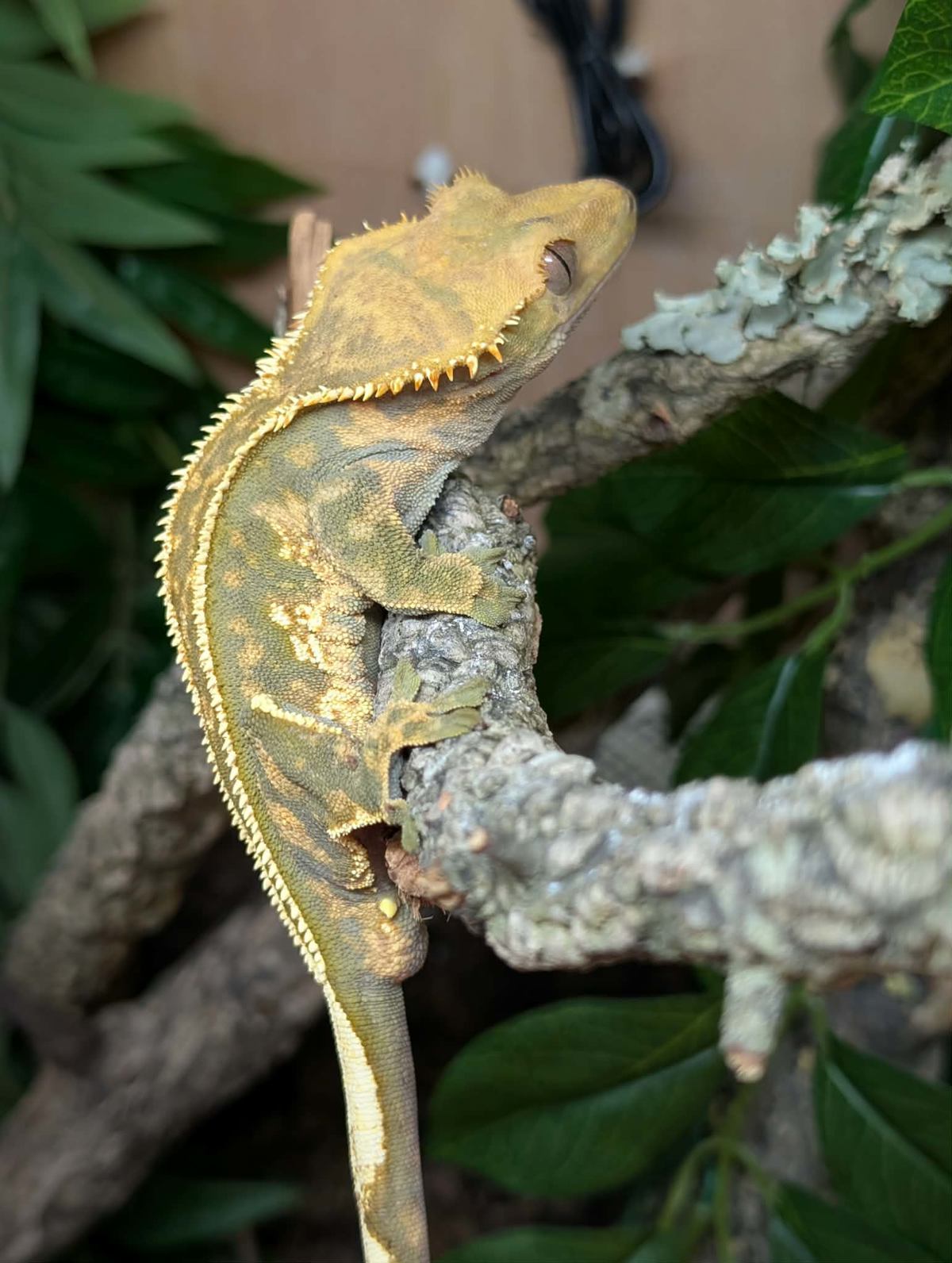 Crested Gecko