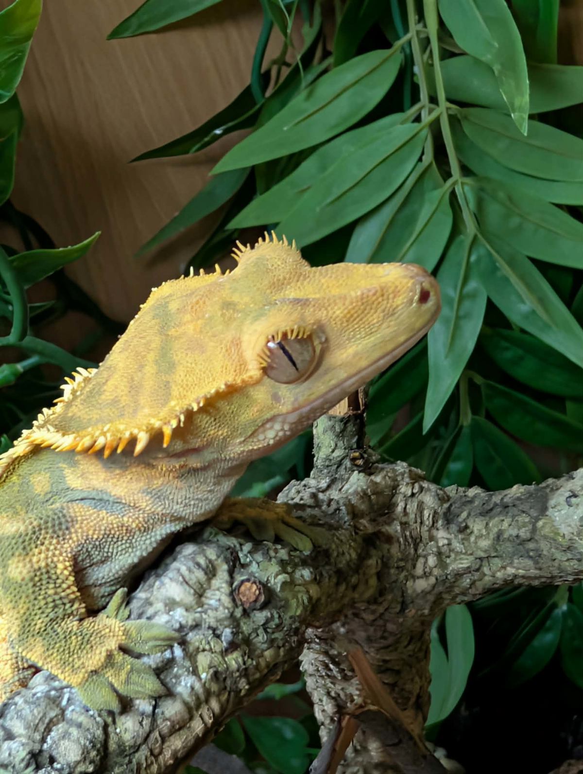 Crested Gecko