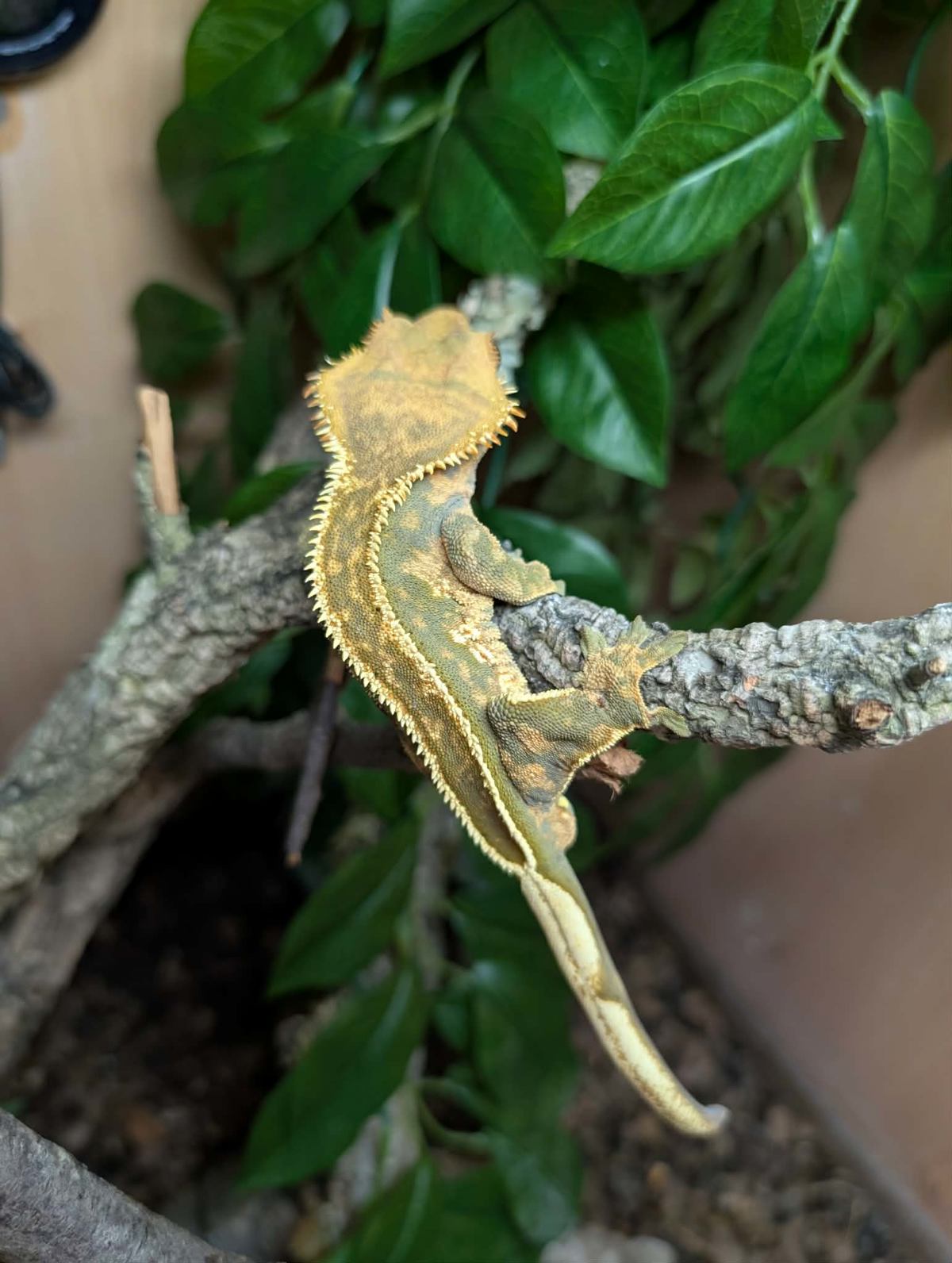 Crested Gecko