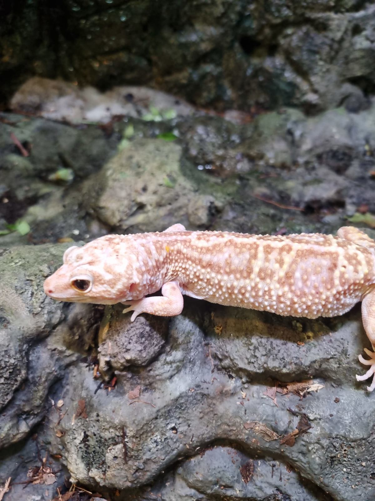 Leopard Gecko