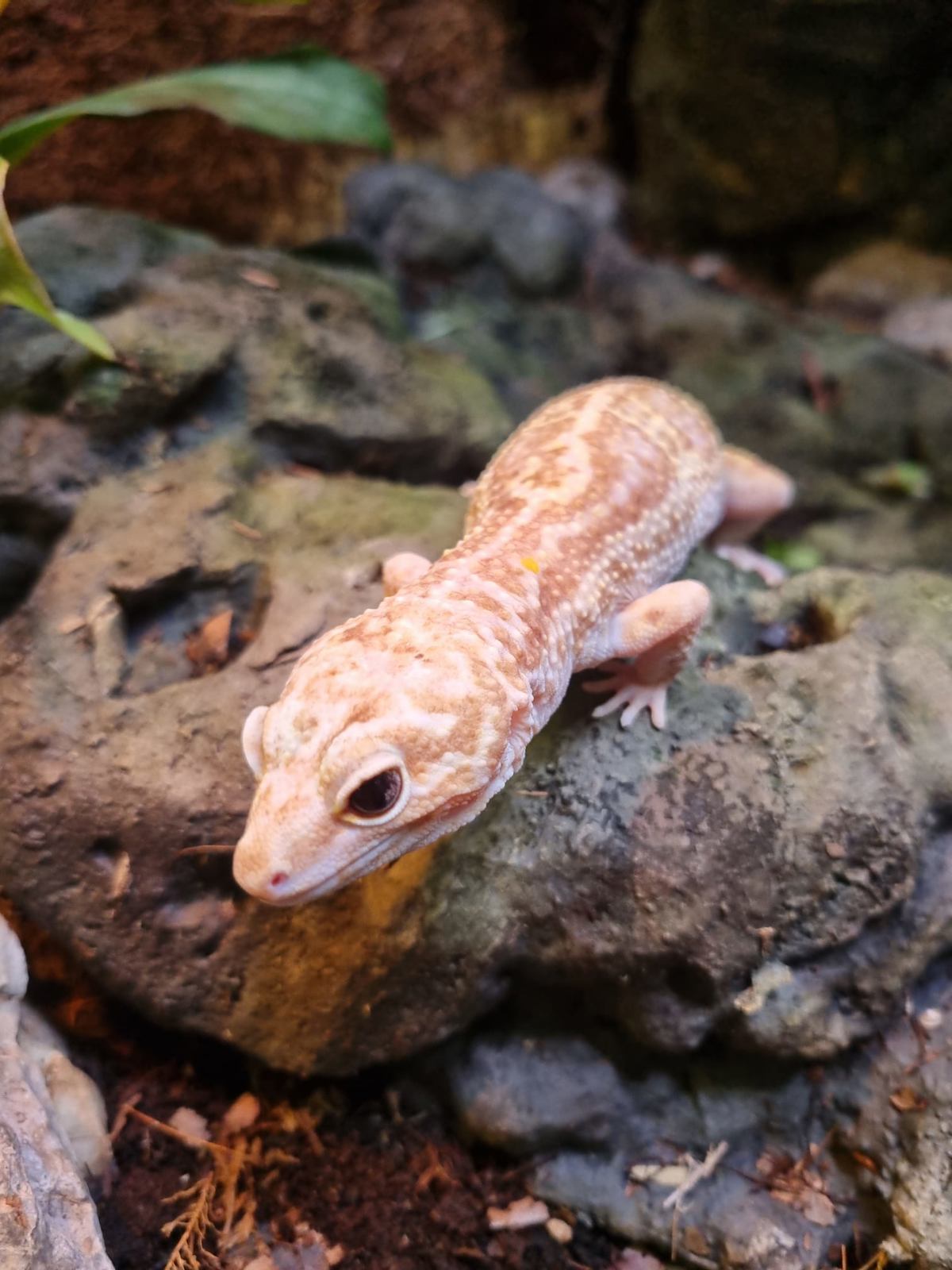 Leopard Gecko