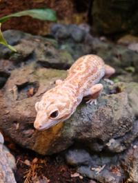 Leopard Gecko