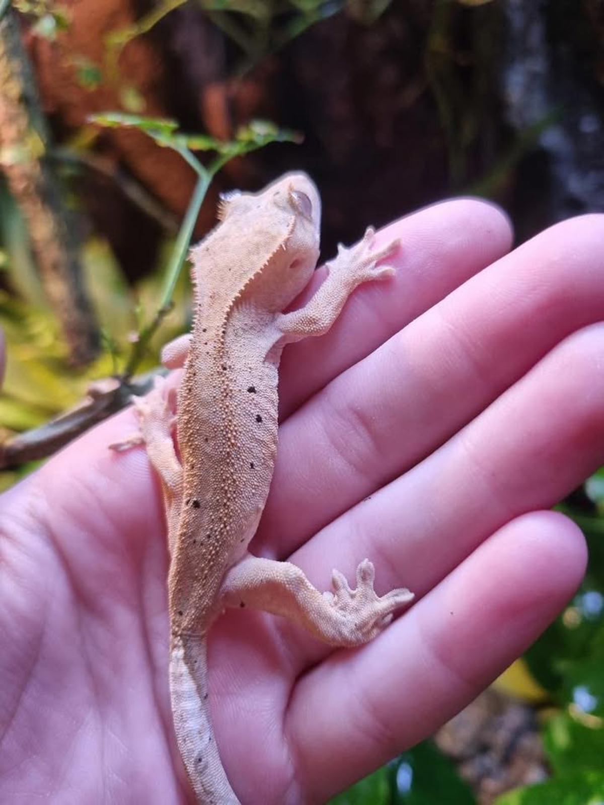 Crested Gekco