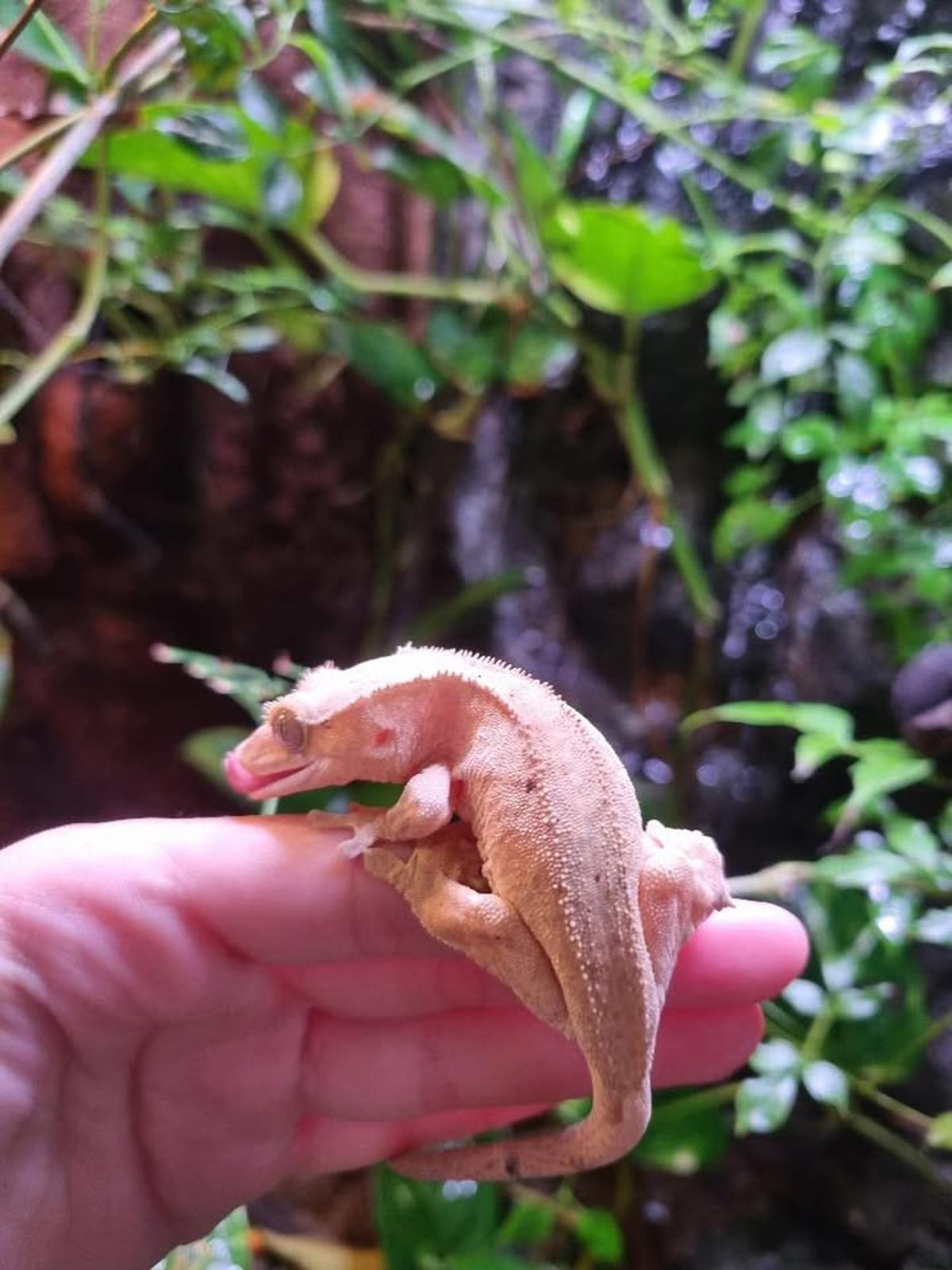 Crested Gekco