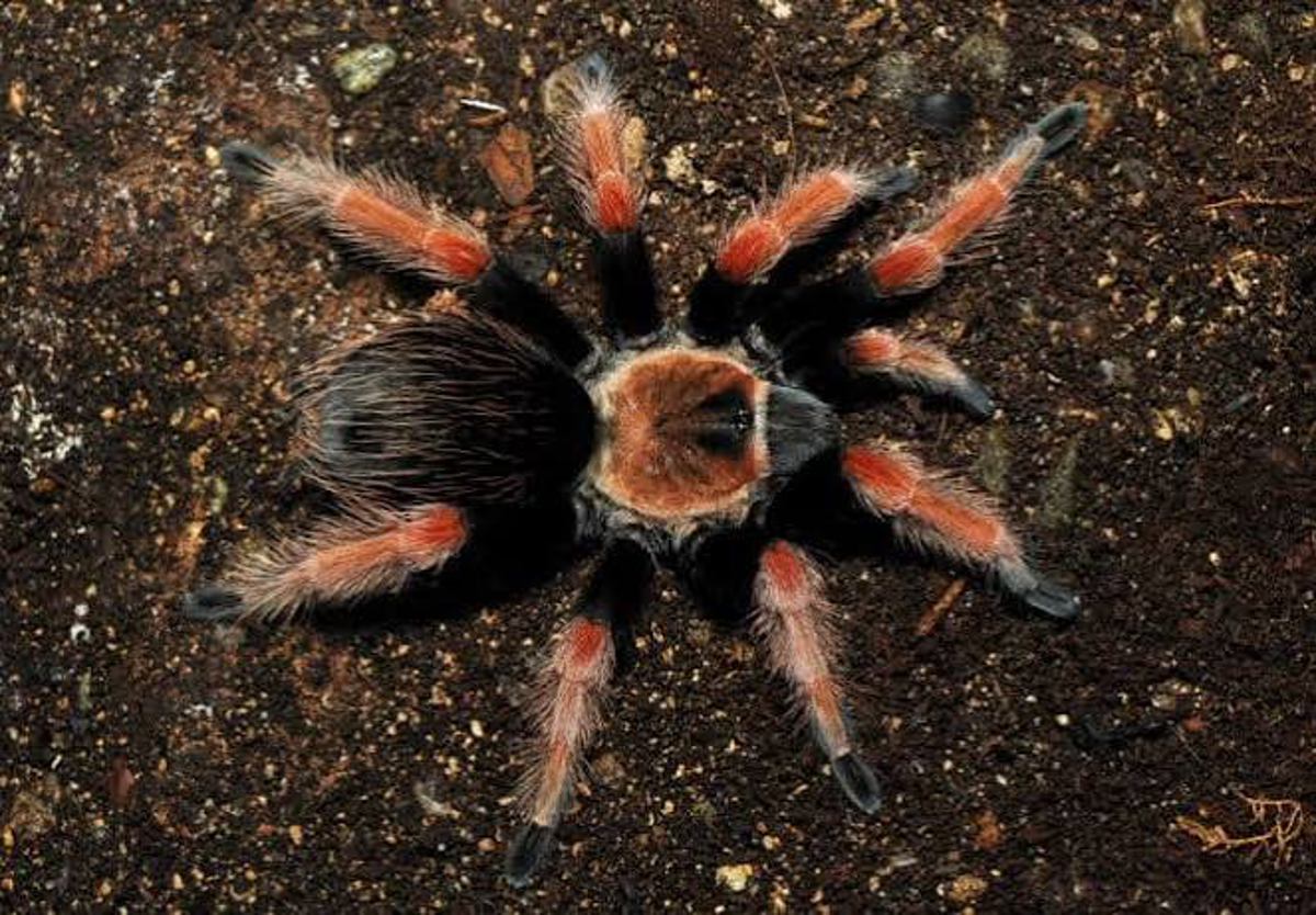 Mexican Red Leg