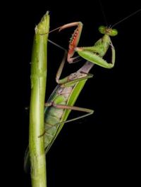 Giant Rainforest Mantis