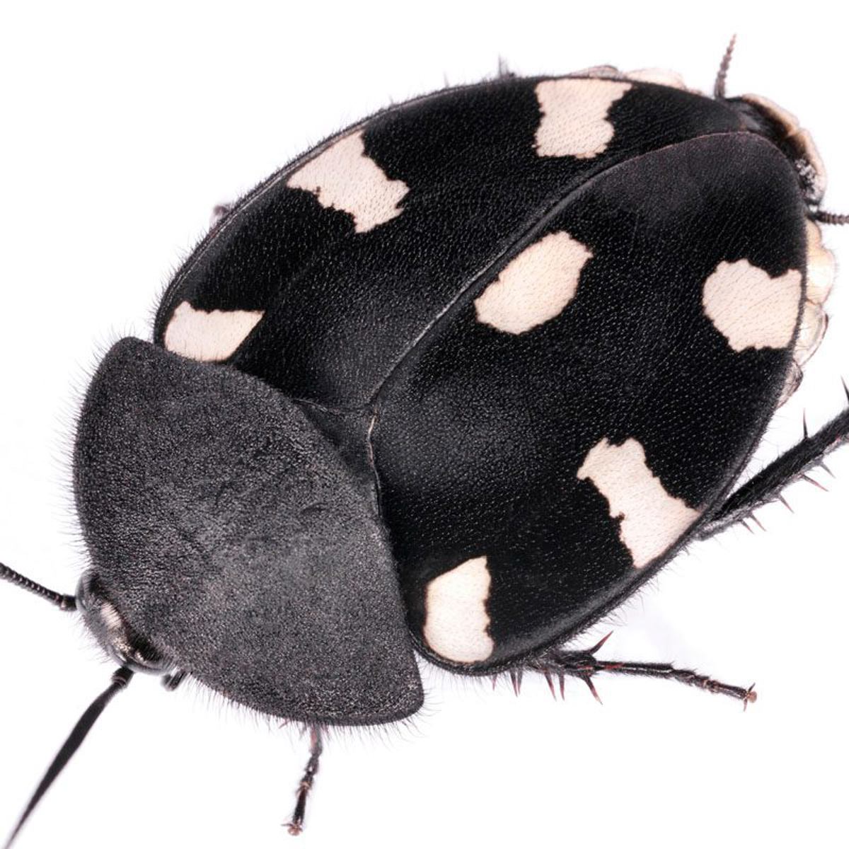 Domino Cockroach