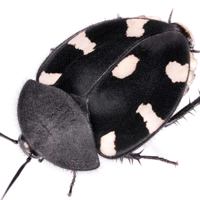 Domino Cockroach