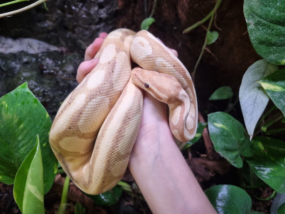 Royal Python
