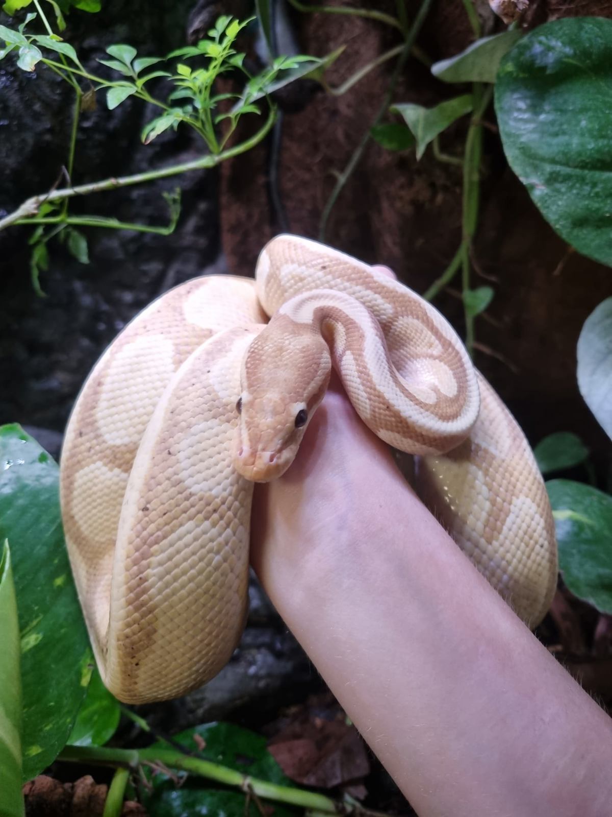 Royal Python