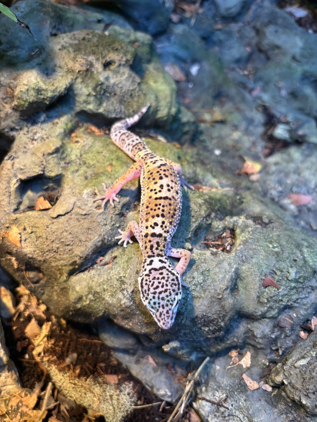 Leopard Gecko