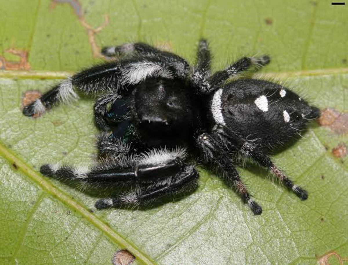 Regal Jumping Spider