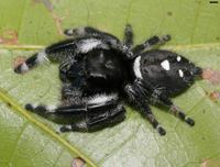 Regal Jumping Spider