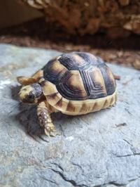 Marginated Tortoise