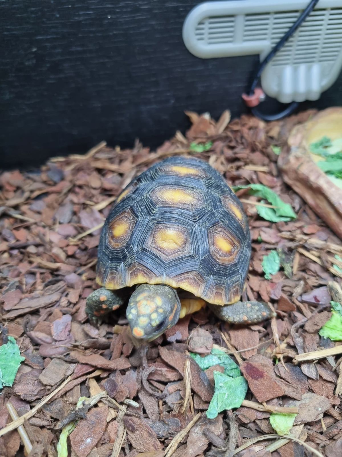 Red Foot Tortoise
