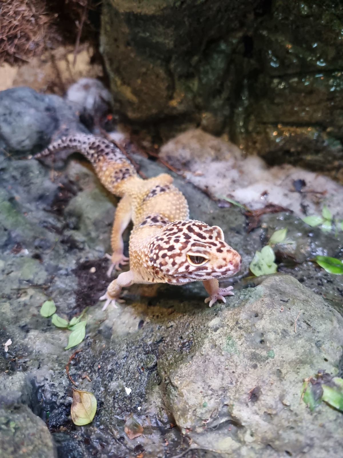 Leopard Gecko
