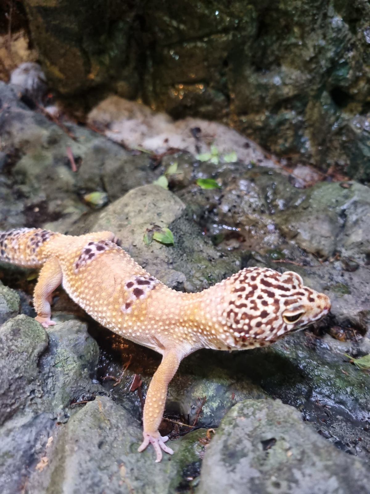 Leopard Gecko