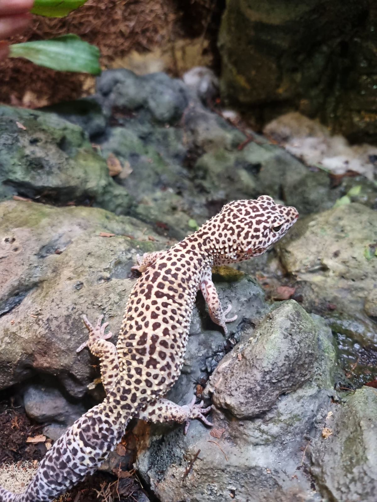 Leopard Gecko