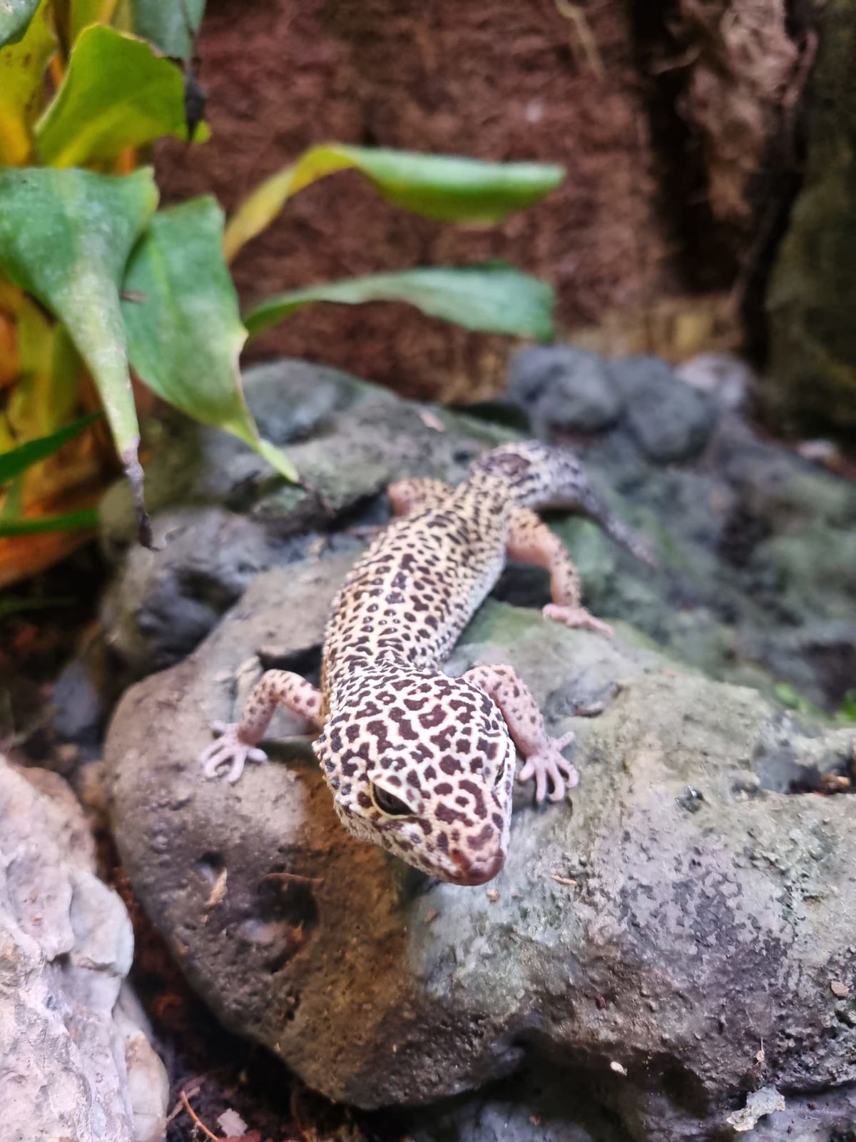 Leopard Gecko