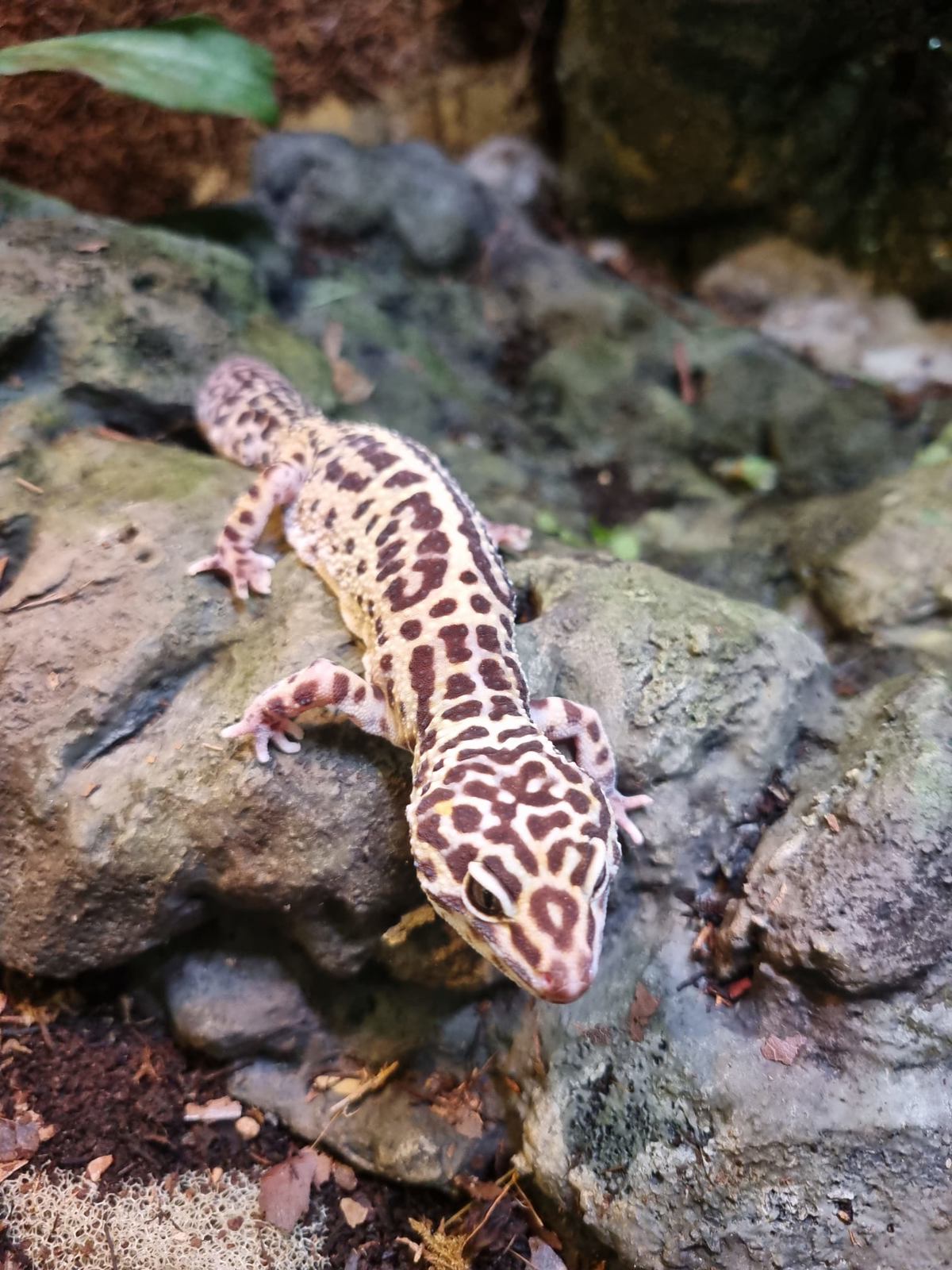 Leopard Gecko