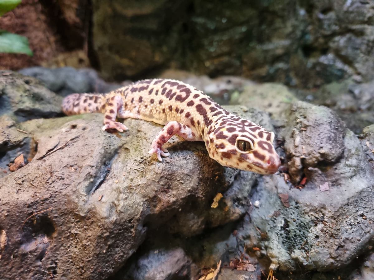 Leopard Gecko