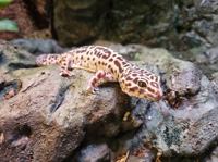 Leopard Gecko