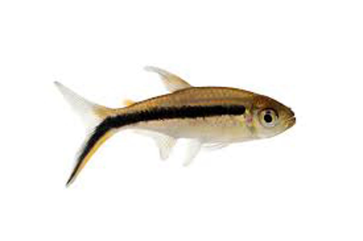 Penguin tetra