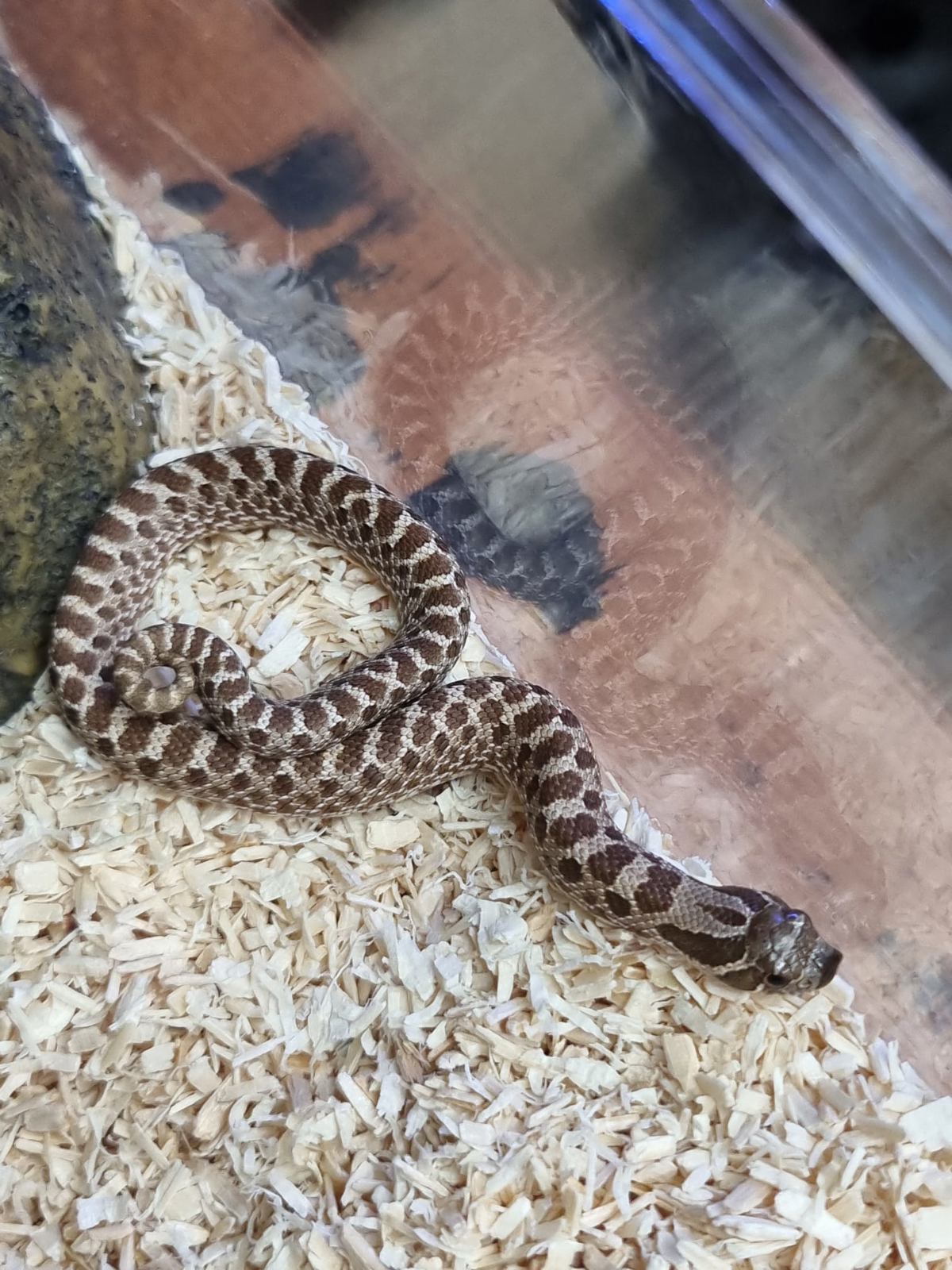 Western Hognose